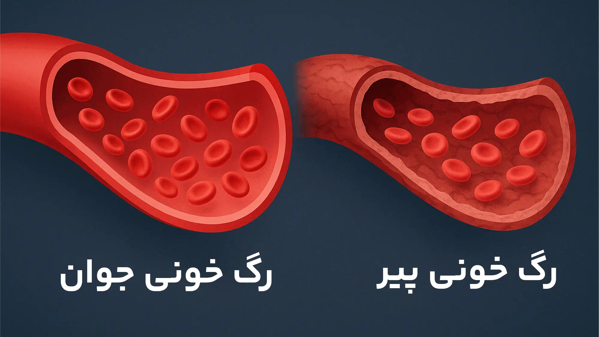 نمایی از عروق جوان و پیر